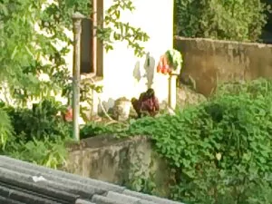 मामा बेस्ट सेक्सी इं ...